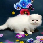 Kralja-female-Persian-cat-puppy-for-sale-1 (2)