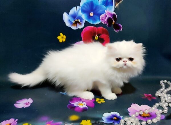 Kralja Persian