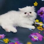 Kralja-female-Persian-cat-puppy-for-sale-1 (3)