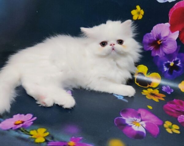 Kralja Persian