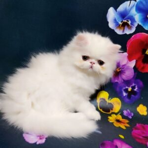 Kralja Persian