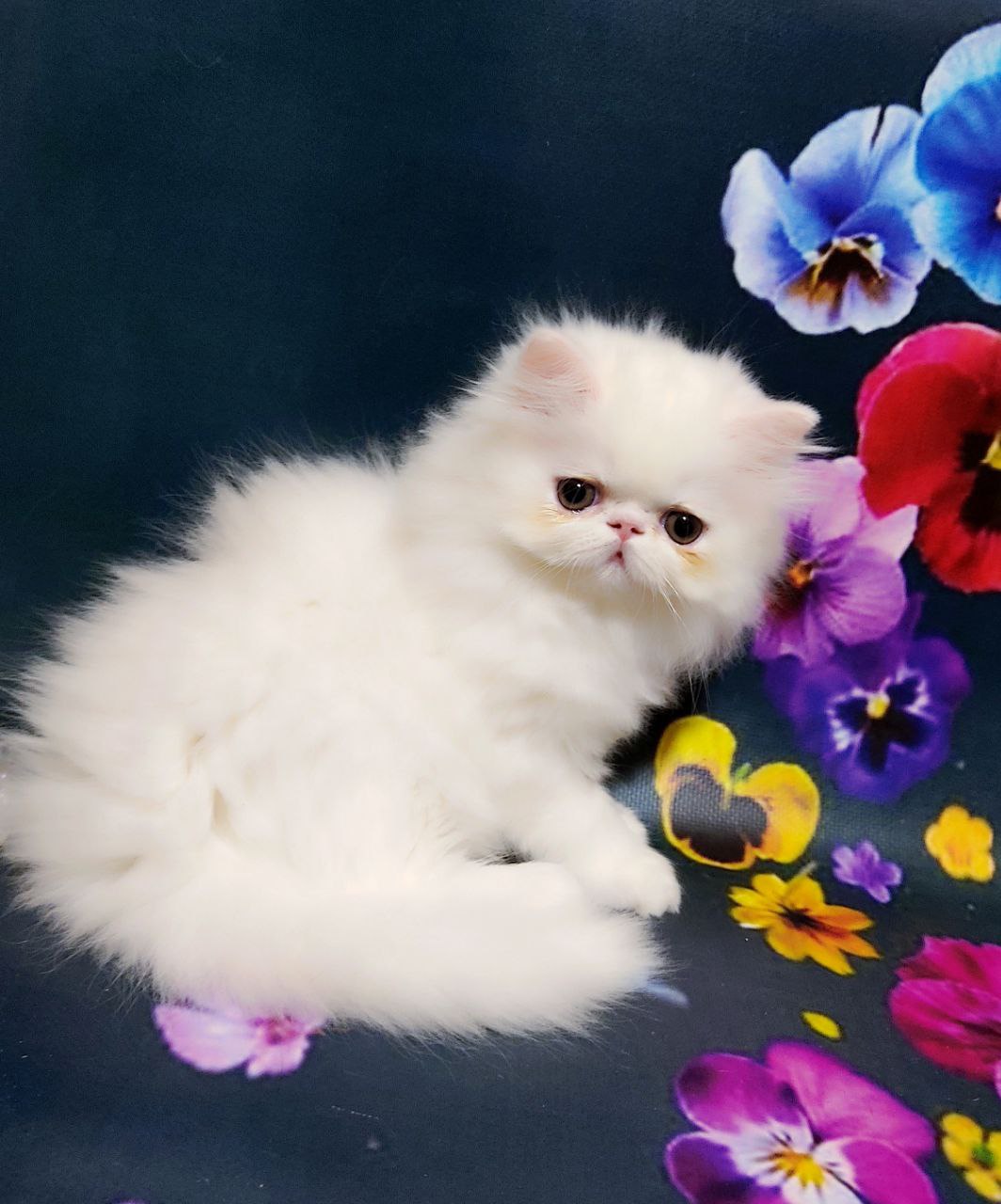 Kralja Persian