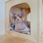 Krista-female-sphinx-cat-puppy-for-sale-1 (1)