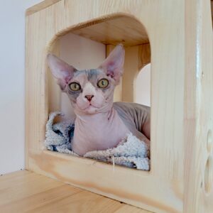 Krista Sphynx