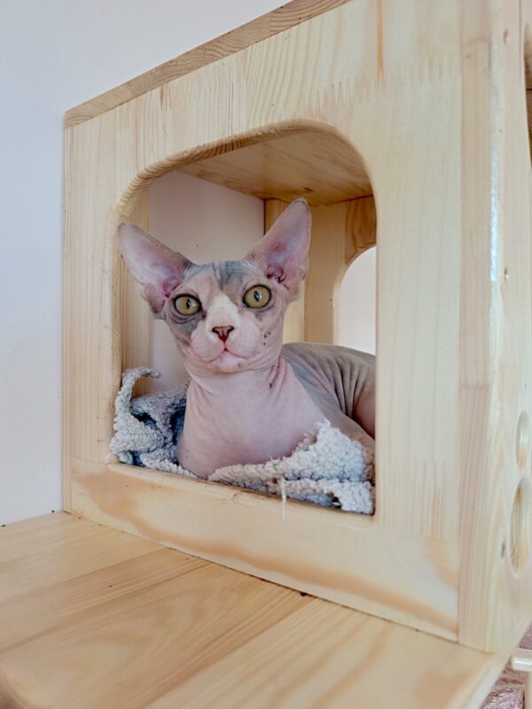 Krista Sphynx