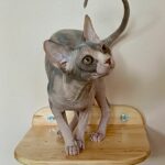 Krista-female-sphinx-cat-puppy-for-sale-1 (2)