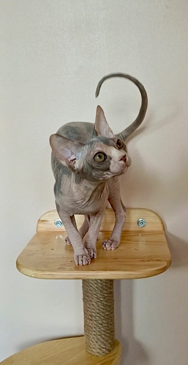 Krista Sphynx