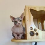 Krista-female-sphinx-cat-puppy-for-sale-1 (3)