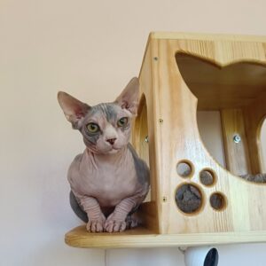 Krista Sphynx