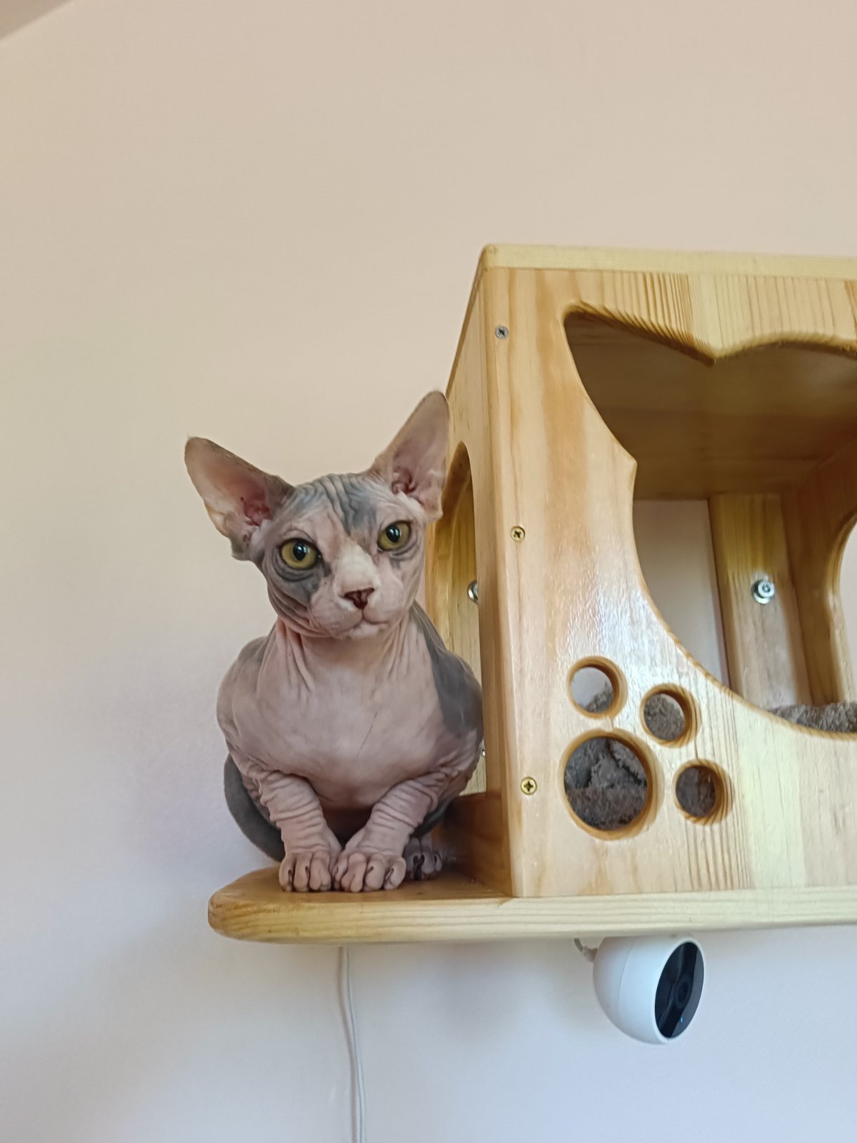 Krista Sphynx