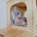 Krista-female-sphinx-cat-puppy-for-sale-1 (4)
