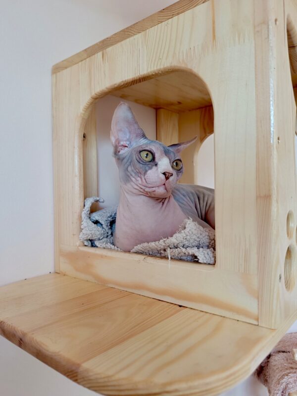 Krista Sphynx