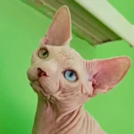 Kristian-male-sphinx-cat-puppy-for-sale-1 (1)