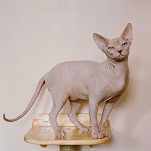 Kristian Sphynx
