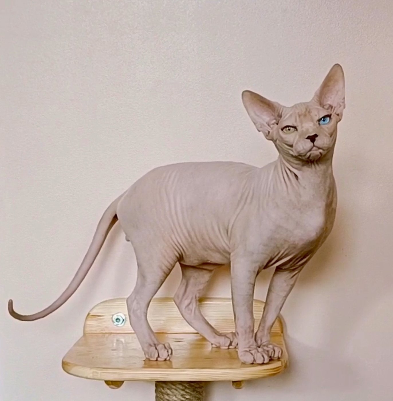 Kristian Sphynx