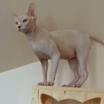 Kristian-male-sphinx-cat-puppy-for-sale-1 (2)