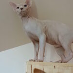 Kristian-male-sphinx-cat-puppy-for-sale-1 (3)