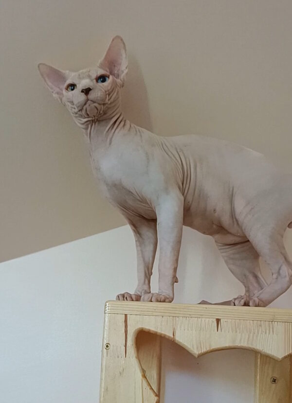 Kristian Sphynx