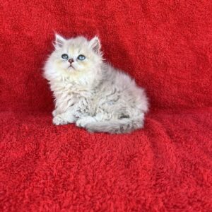 Laki British Longhair