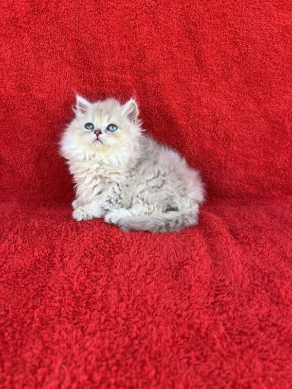 Laki British Longhair