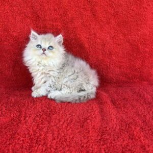 Laki British Longhair
