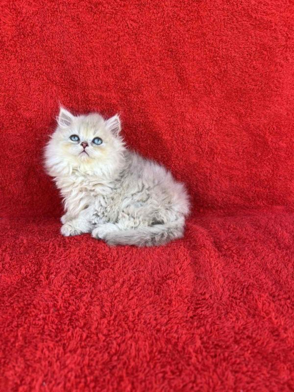 Laki British Longhair