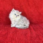 Laki-male-British-Longhair-cat-puppy-for-sale-1 (3)