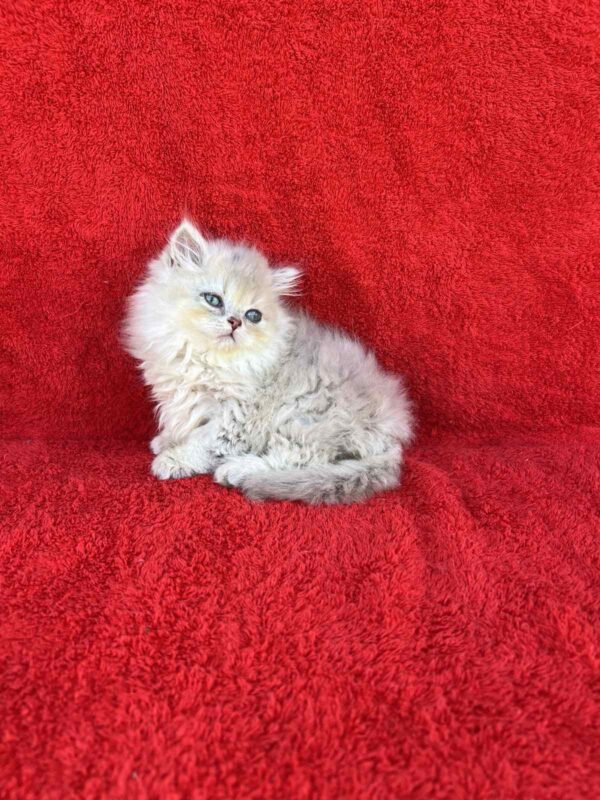 Laki British Longhair
