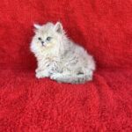 Laki-male-British-Longhair-cat-puppy-for-sale-1 (4)