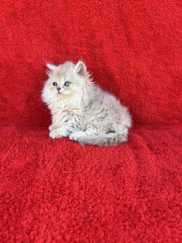 Laki British Longhair