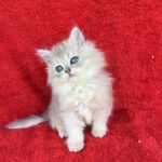Laris-male-British-Longhair-cat-puppy-for-sale-1 (1)