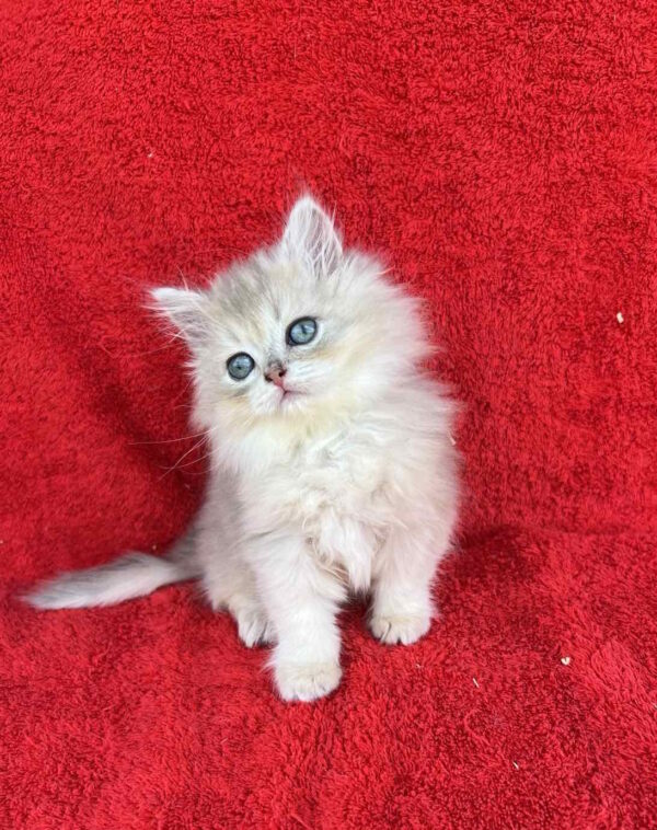 Laris British Longhair