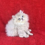 Laris-male-British-Longhair-cat-puppy-for-sale-1 (2)