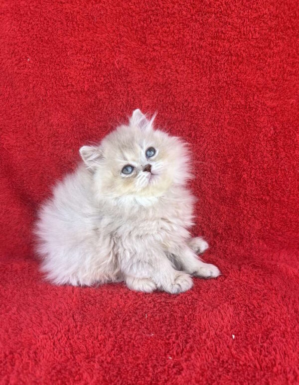 Laris British Longhair