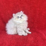 Laris-male-British-Longhair-cat-puppy-for-sale-1 (3)