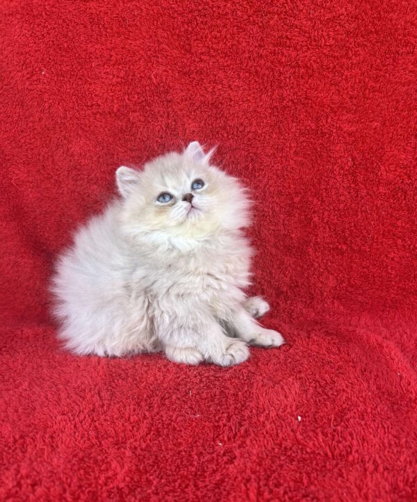 Laris British Longhair