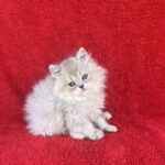 Laris-male-British-Longhair-cat-puppy-for-sale-1 (4)