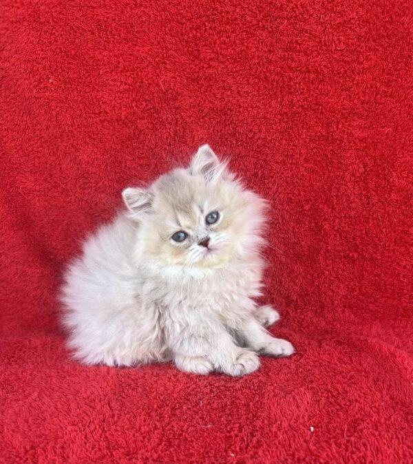 Laris British Longhair