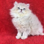 Laris-male-British-Longhair-cat-puppy-for-sale-1 (5)