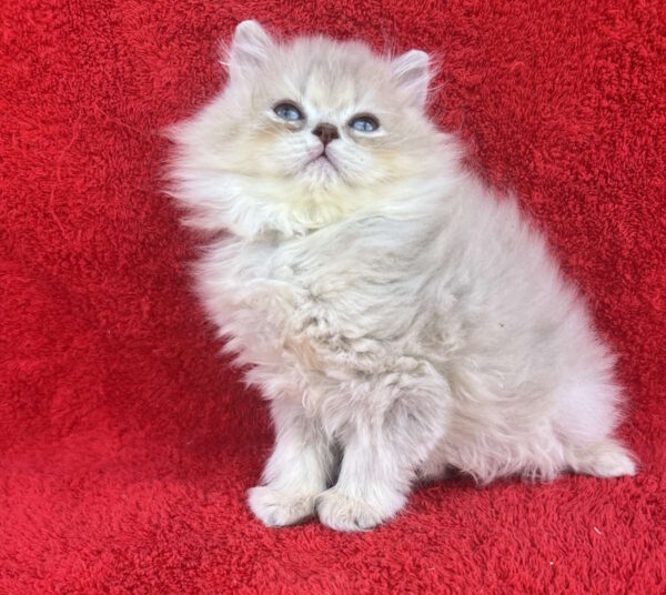 Laris British Longhair