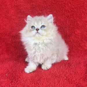 Laris British Longhair