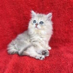 Laris-male-British-Longhair-cat-puppy-for-sale-1 (7)