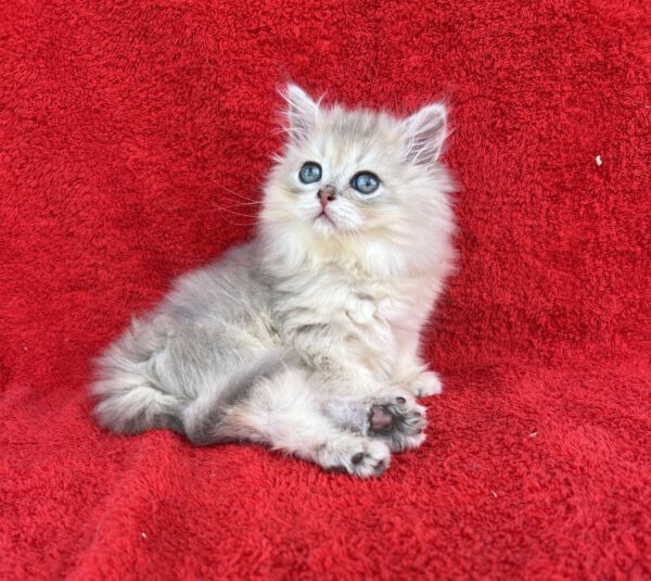 Laris British Longhair