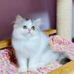 Lilian-female-Highland-straight-cat-puppy-for-sale-1 (1)