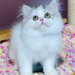 Lilian-female-Highland-straight-cat-puppy-for-sale-1 (2)