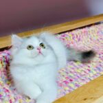 Lilian-female-Highland-straight-cat-puppy-for-sale-1 (3)