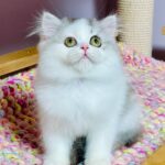 Lilian-female-Highland-straight-cat-puppy-for-sale-1 (4)