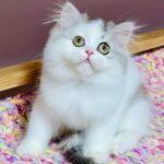 Lilian-female-Highland-straight-cat-puppy-for-sale-1 (5)