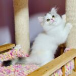 Lilian-female-Highland-straight-cat-puppy-for-sale-1 (6)