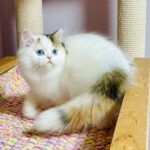 Loren-female-Highland-straight-cat-puppy-for-sale-1 (1)